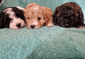 Cavapoo dogs - Advert 4