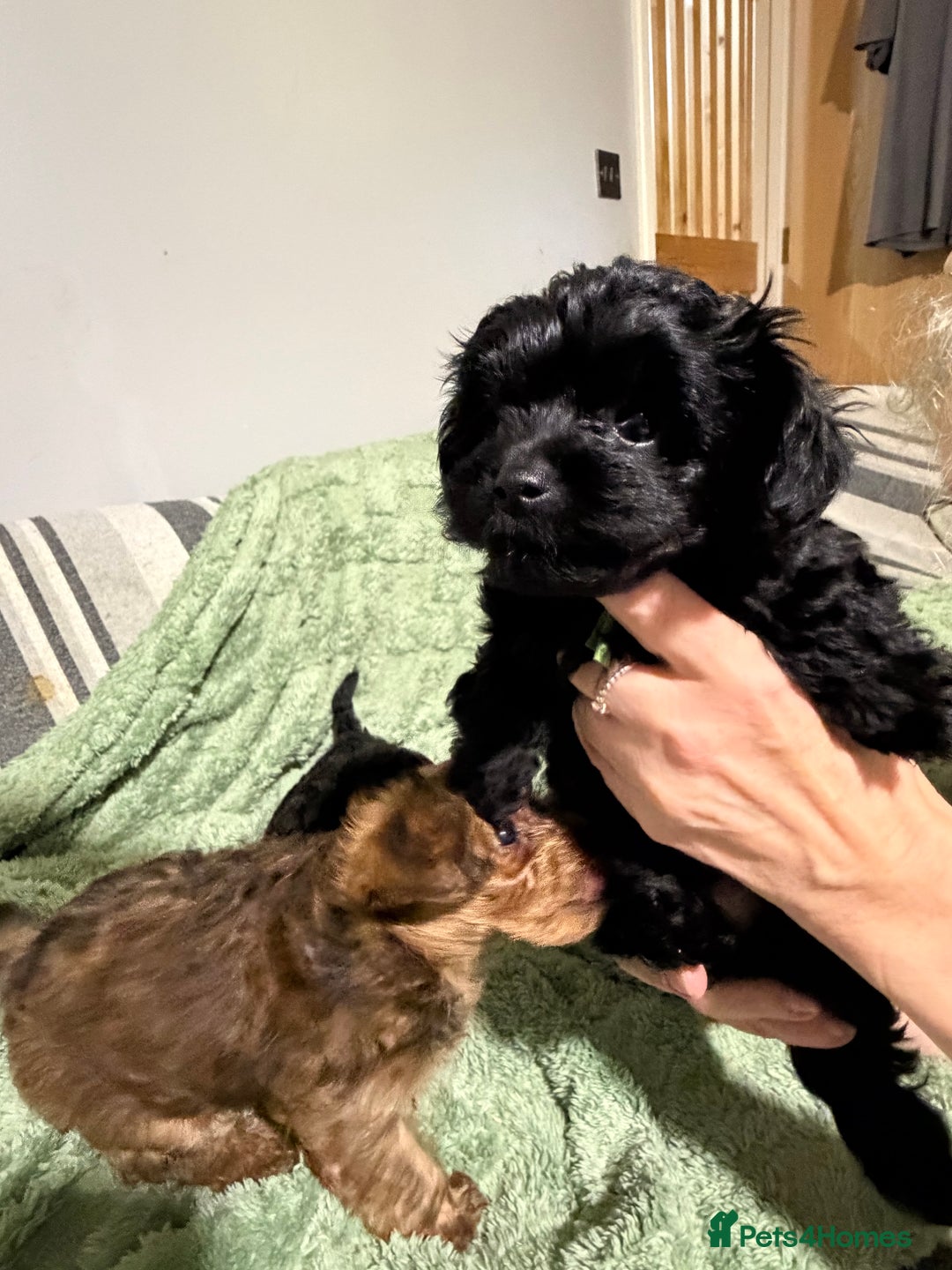 Yorkiepoo dogs for sale: Yorkiepoo puppies for sale. - Advert 20