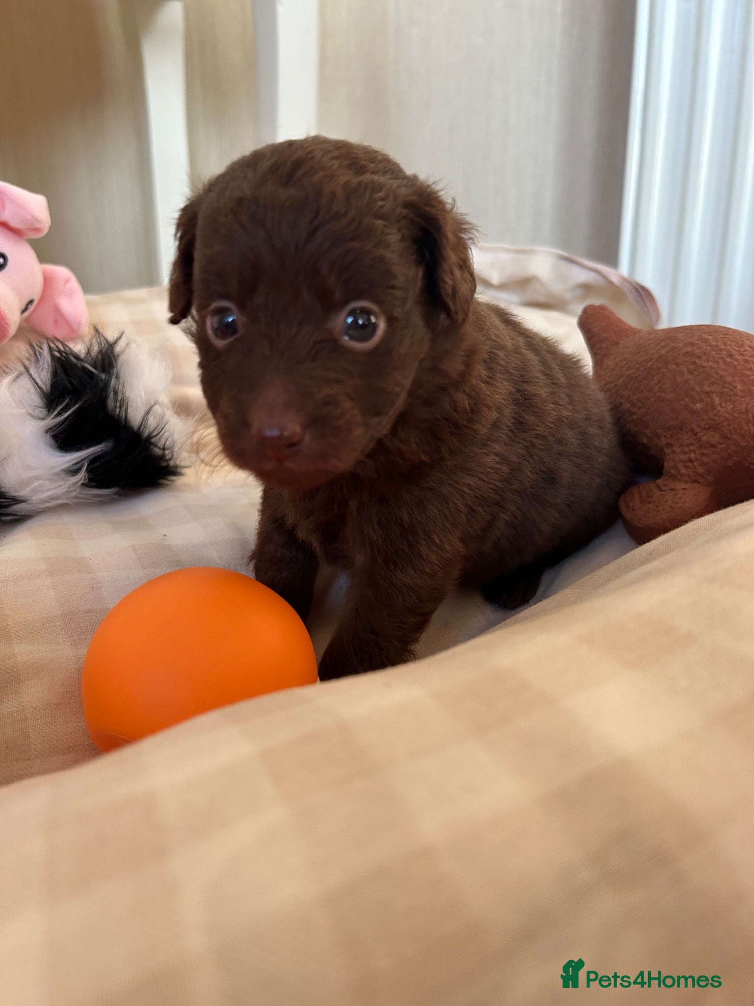 Mixed Breed dogs Pomapoos  - Advert 3