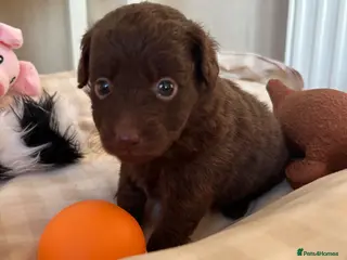 Mixed Breed dogs Pomapoos - Advert 3