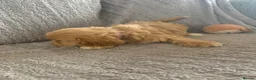 Cockapoo dogs for sale: Stunning cockapoos - Advert 9