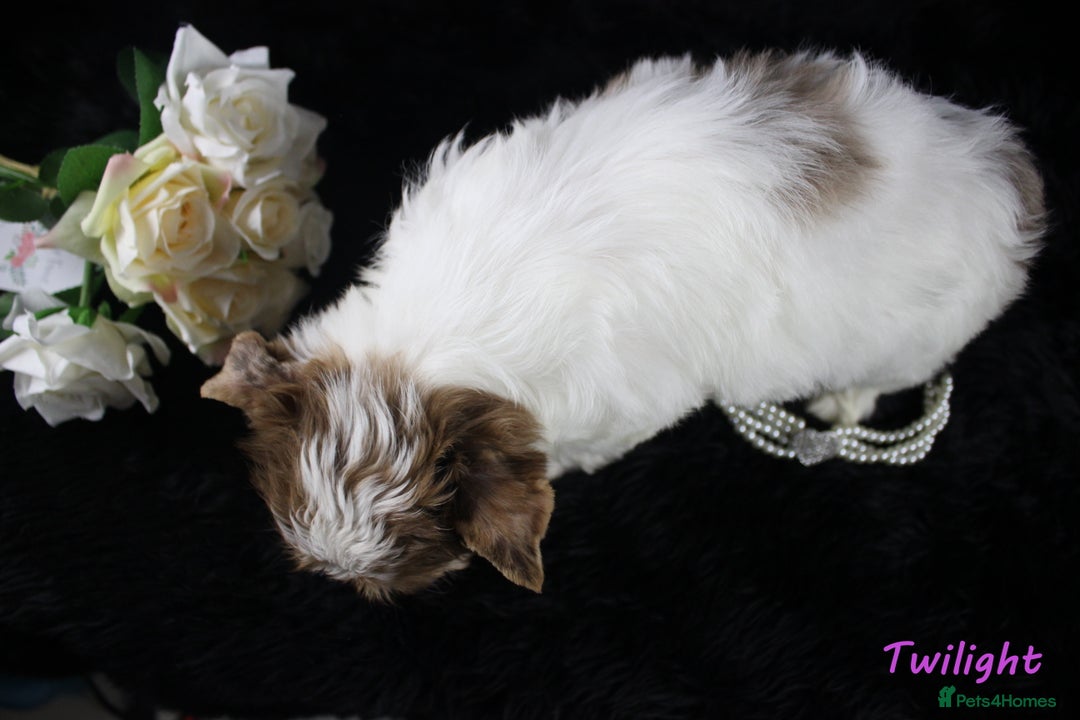 Yorkshire Terrier dogs for sale: Choc & White Yorkie Girl Blue eyes – Ready Now - Advert 18