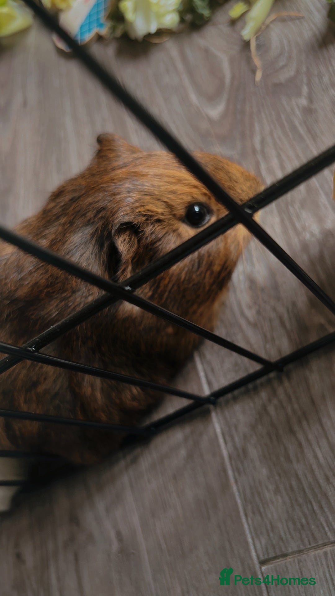 Guinea Pig rodents for sale: 2 male guinea pigs  - Image 4