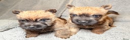 Cairn Terrier dogs for sale: STUNNING cairn terrier babies 🐾 - Advert 12