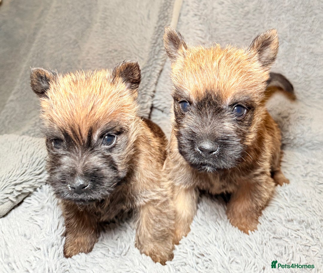 Cairn Terrier dogs for sale: STUNNING cairn terrier babies 🐾 - Advert 12