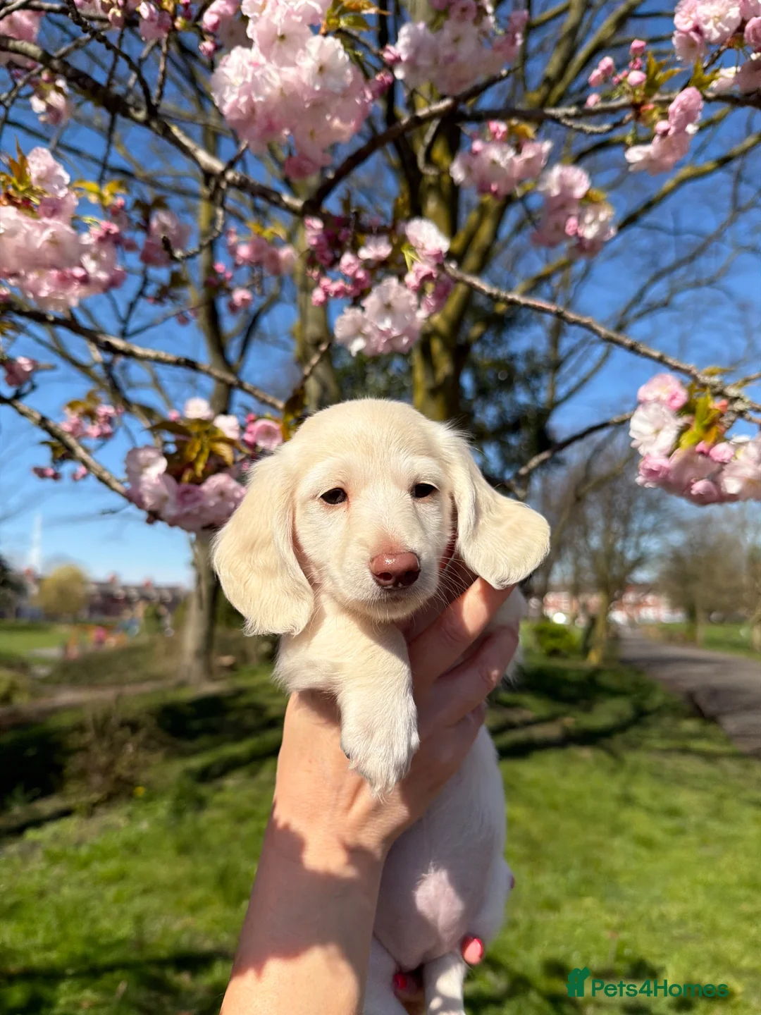 Miniature Dachshund dogs for sale: Clear cream miniature dachshunds  - Advert 2