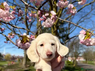 Miniature Dachshund dogs Clear cream miniature dachshunds - Advert 8