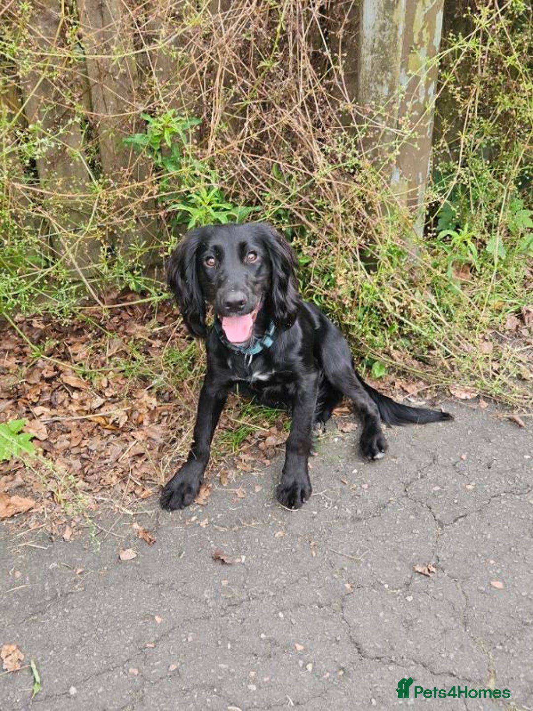 Cocker Spaniel dogs for stud: For stud. - Advert 3