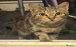 Domestic Shorthair cats for sale: Meet Zora  - Image 8