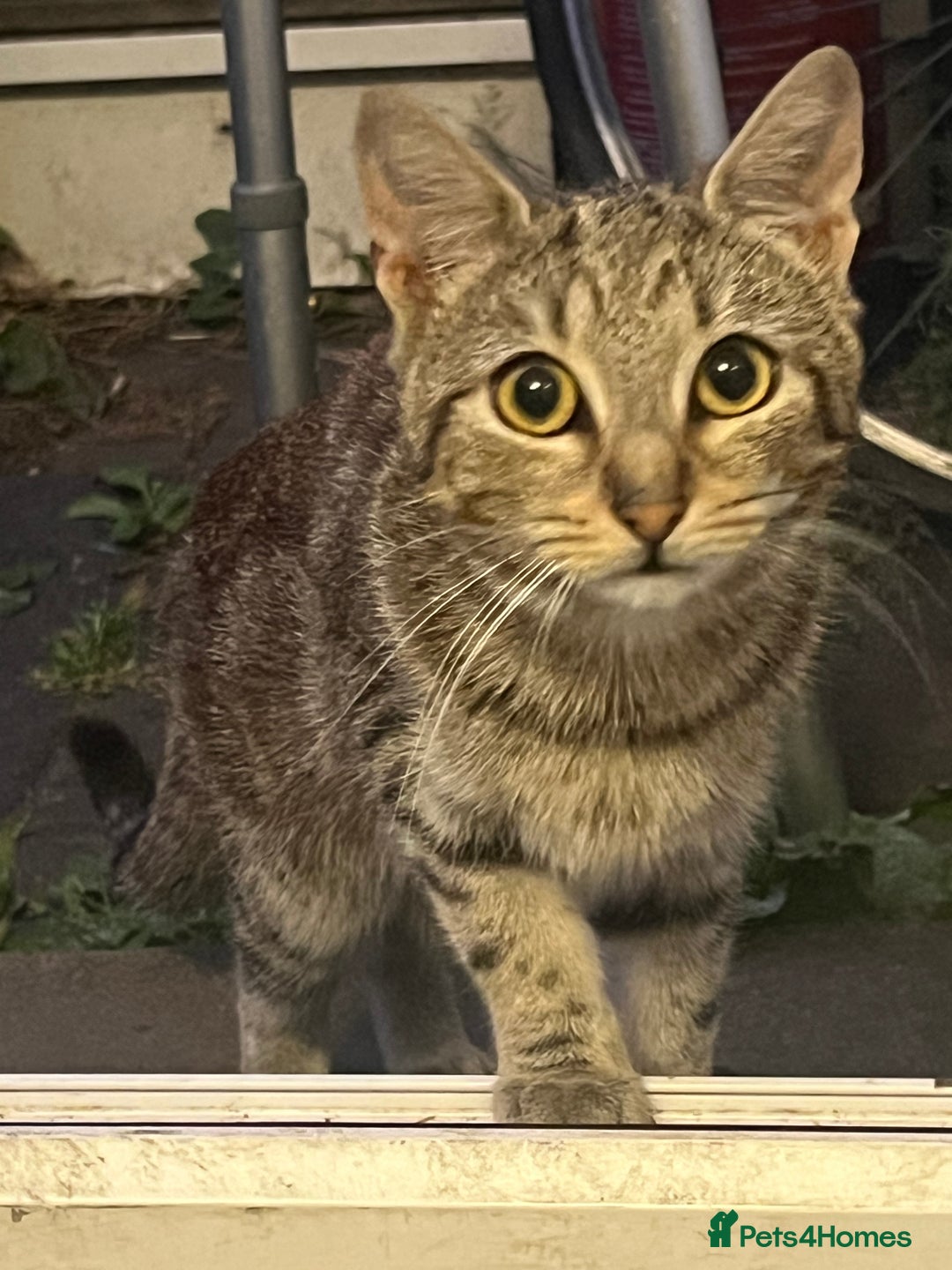 Domestic Shorthair cats for sale: Meet Zora  - Image 8