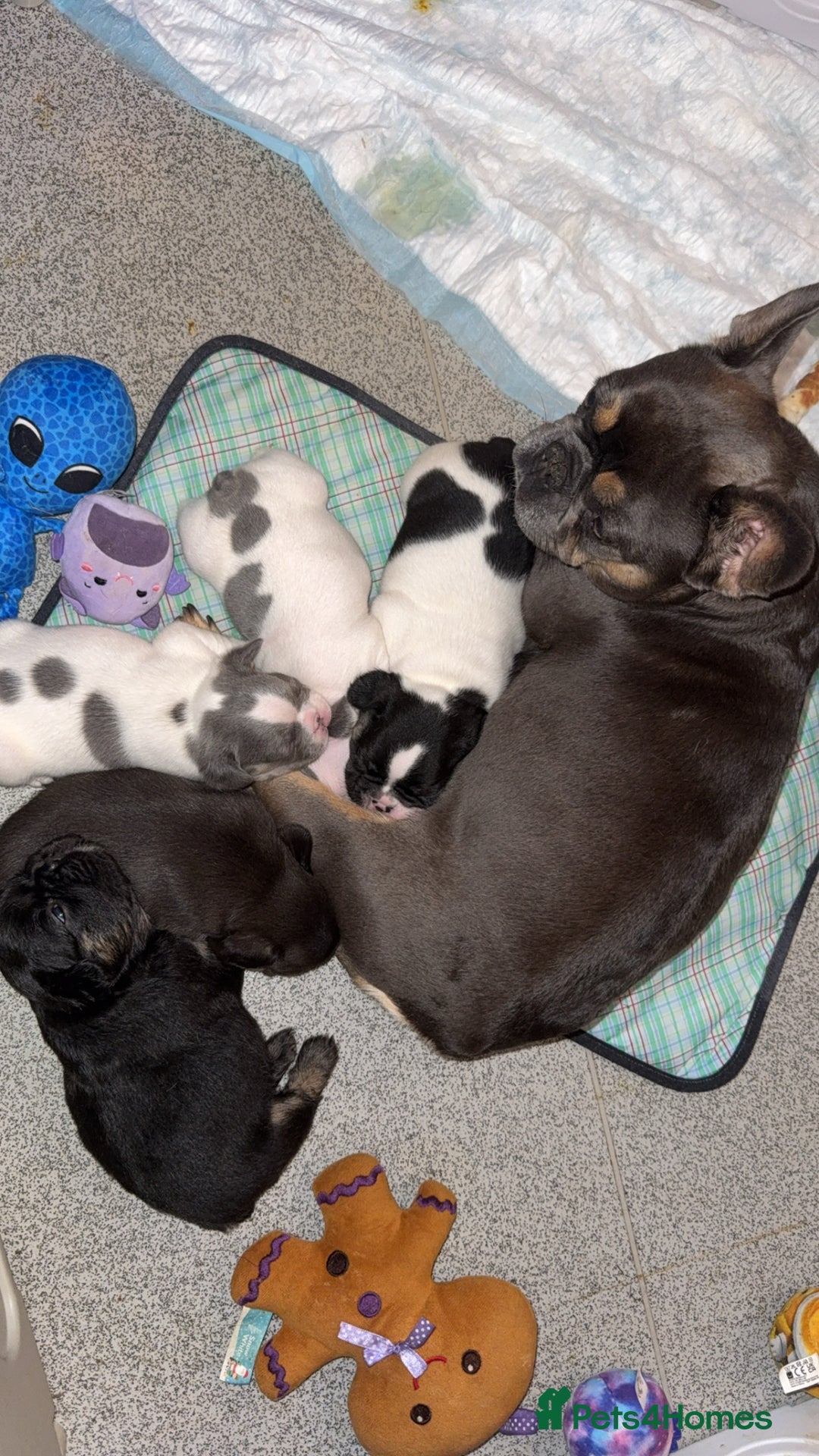 French Bulldog dogs for sale: 3 beautiful French puppies - Image 4