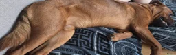 Mixed Breed dogs for sale: Rottweiler cross 10 months - Advert 1