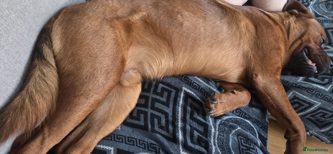 Mixed Breed dogs for sale: Rottweiler cross 10 months - Advert 1