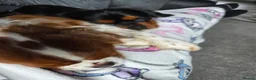 Cavalier King Charles Spaniel dogs for sale: X2 caviler king charles brothers - Advert 10