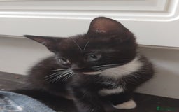 Mixed Breed cats for sale: 11 week old cute boy  - Image 3