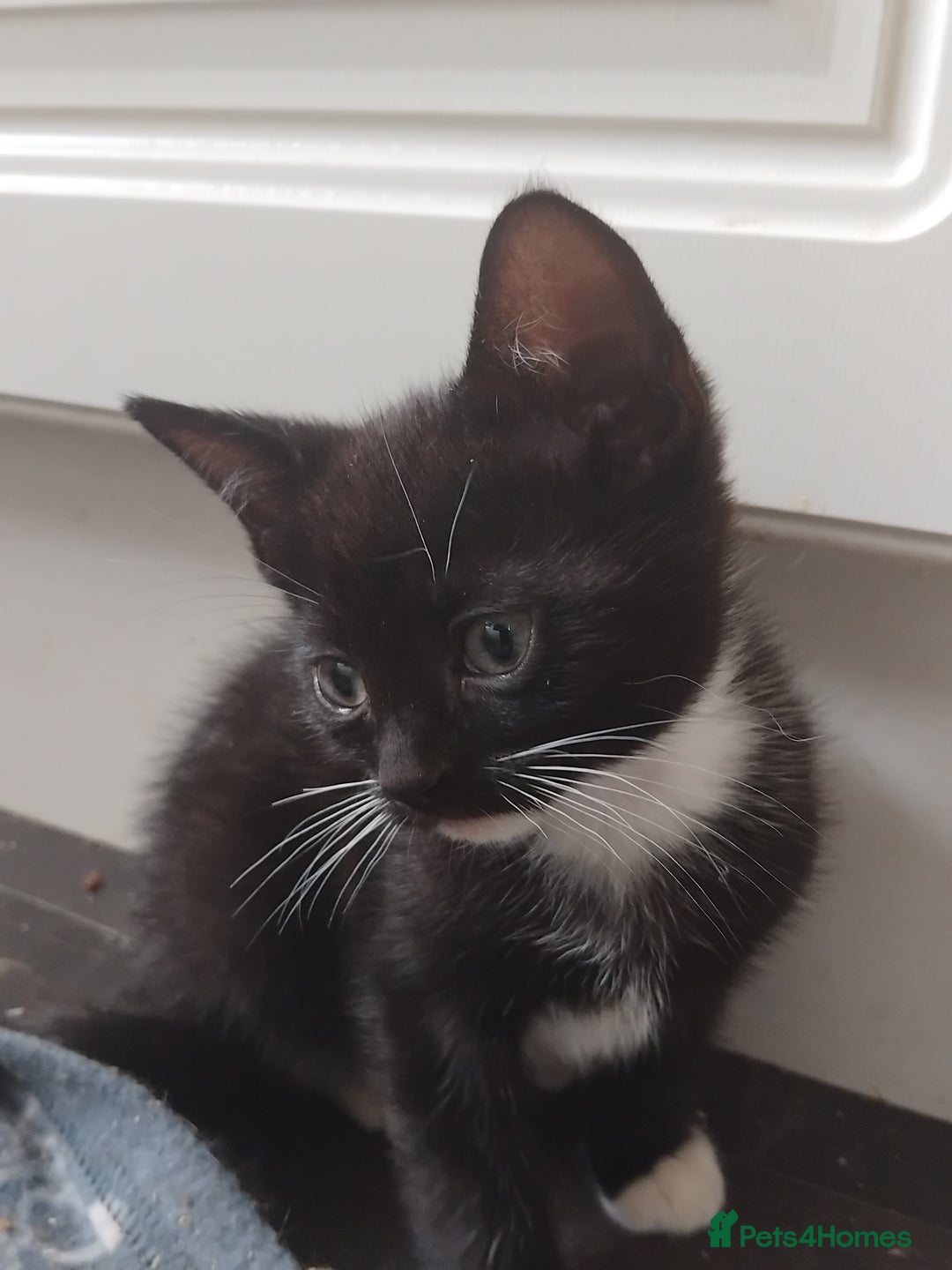 Mixed Breed cats for sale: 11 week old cute boy  - Image 3