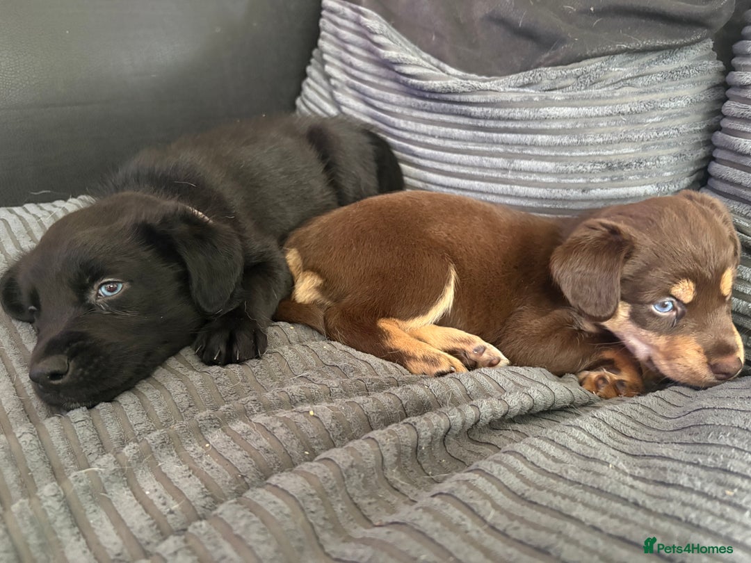 Mixed Breed dogs for sale: Siberian Cocker Puppies  - Image 9