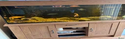 Plecos fish for sale: Peacock Cichlids, bristle nose pleco & full setup - Advert 1