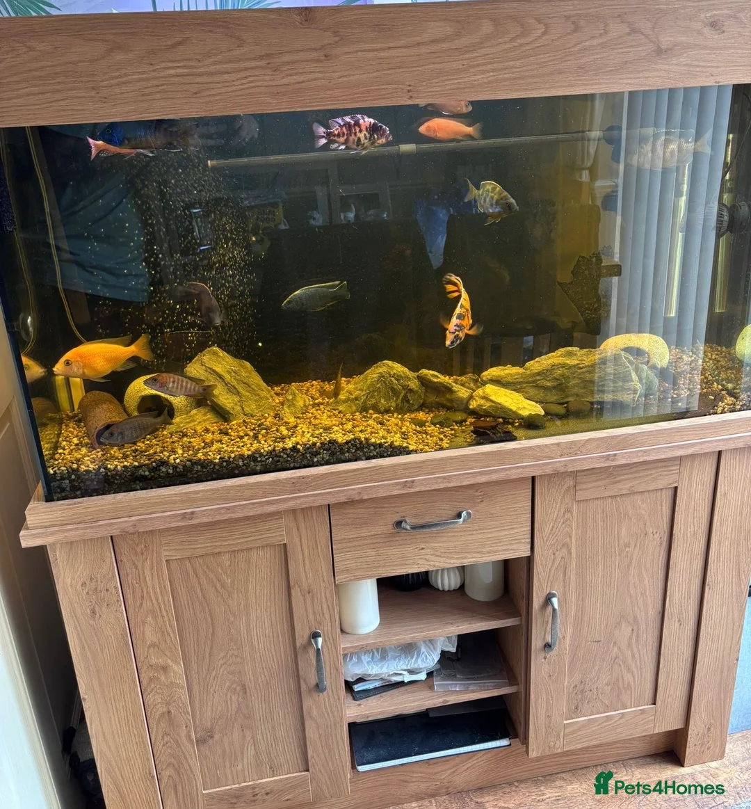 Plecos fish for sale: Peacock Cichlids, bristle nose pleco & full setup - Advert 1
