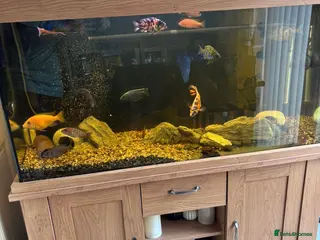 Plecos fish Peacock Cichlids, bristle nose pleco & full setup - Advert 18