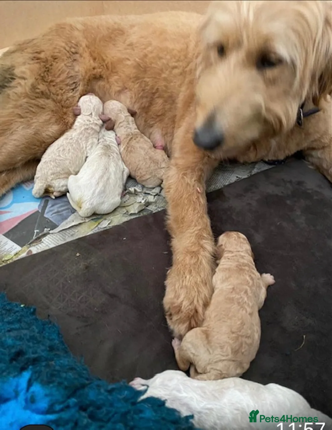 Labradoodle dogs for stud: Multigen/F3b Labradoodle Stud in Calne - Advert 18