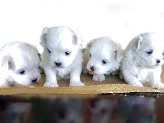 Maltese dogs KC registered Maltese - Advert 7