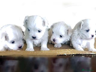 Maltese dogs KC registered Maltese - Advert 2