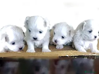 Maltese dogs KC registered Maltese - Advert 4