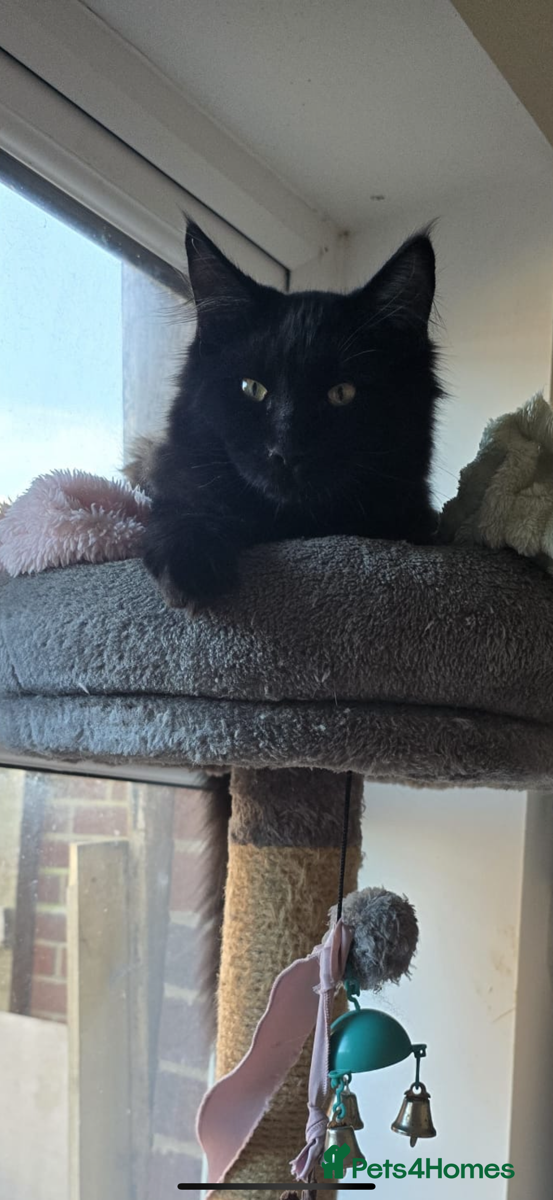 Maine Coon cats for sale: Maine coon for sale  - Advert 3