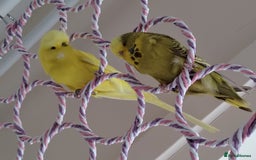 Budgerigars birds for sale: Hen and male English budgies  - Image 3