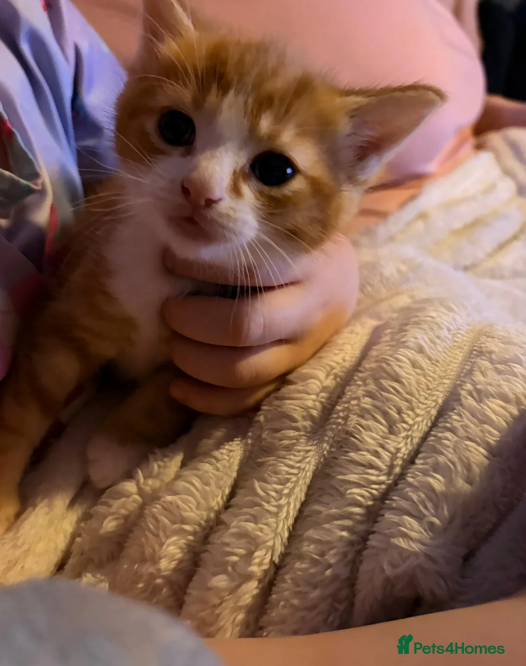 Mixed Breed cats for sale: 2 kittens - Advert 4