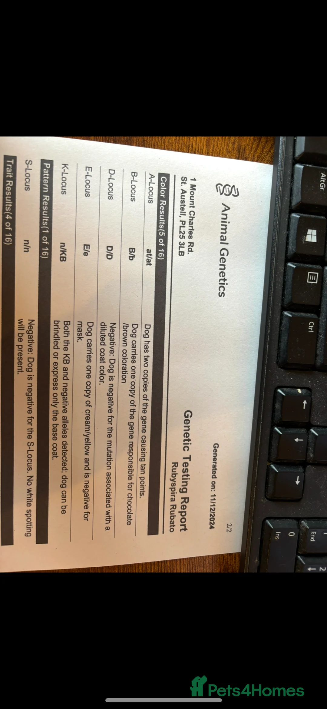 American Cocker Spaniel dogs for stud: KC PROVEN American Cocker Spaniel Stud (0.1% COI) in Stafford - Advert 15