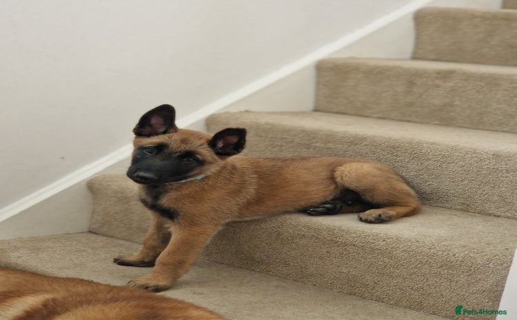 Belgian Shepherd Dog dogs - Advert 3