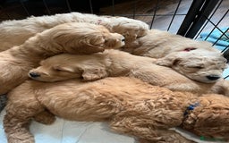 Mixed Breed dogs for sale: Mini Golden Doodle’s - Image 4