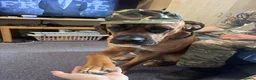 Mixed Breed dogs for sale: Bullmastiff x Rotweiller  - Advert 5