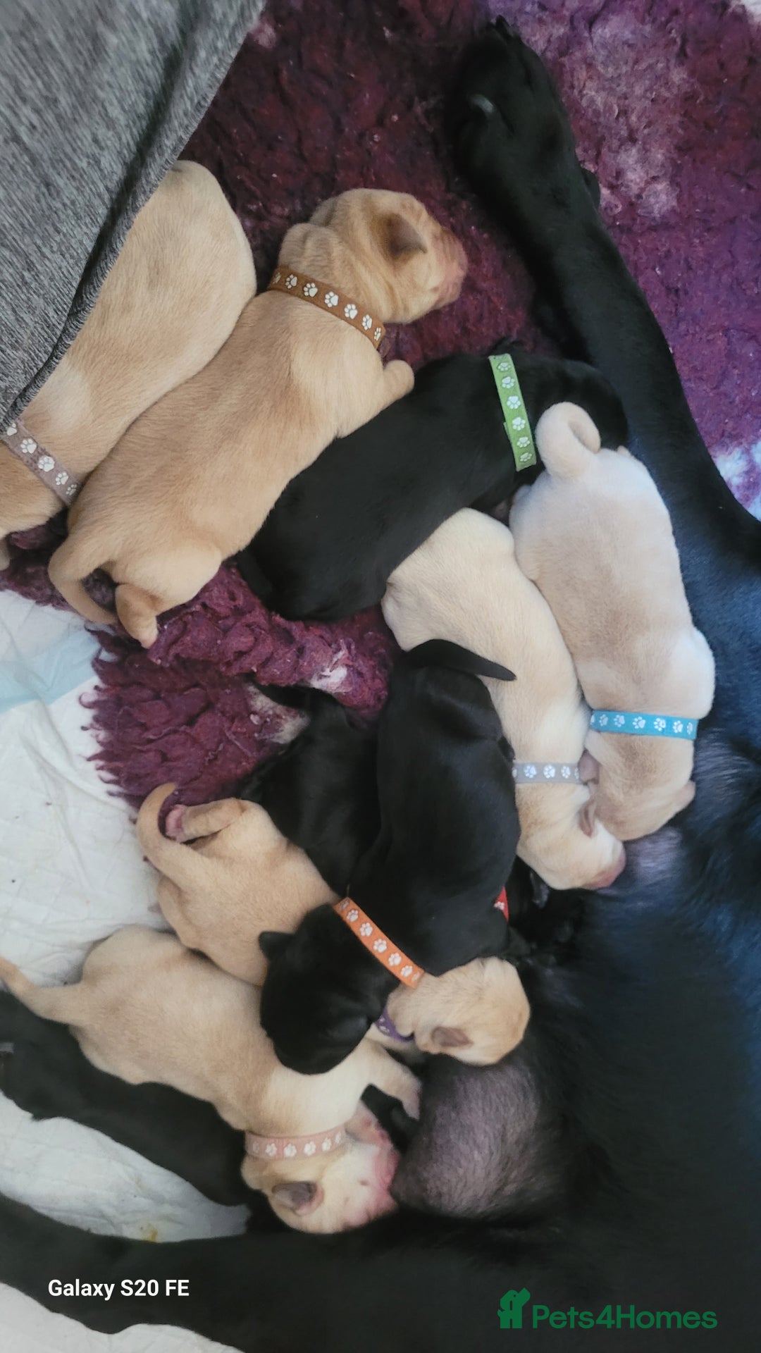 Labrador Retriever dogs for sale: 6 beautiful Labrador (all reserved)  - Advert 27