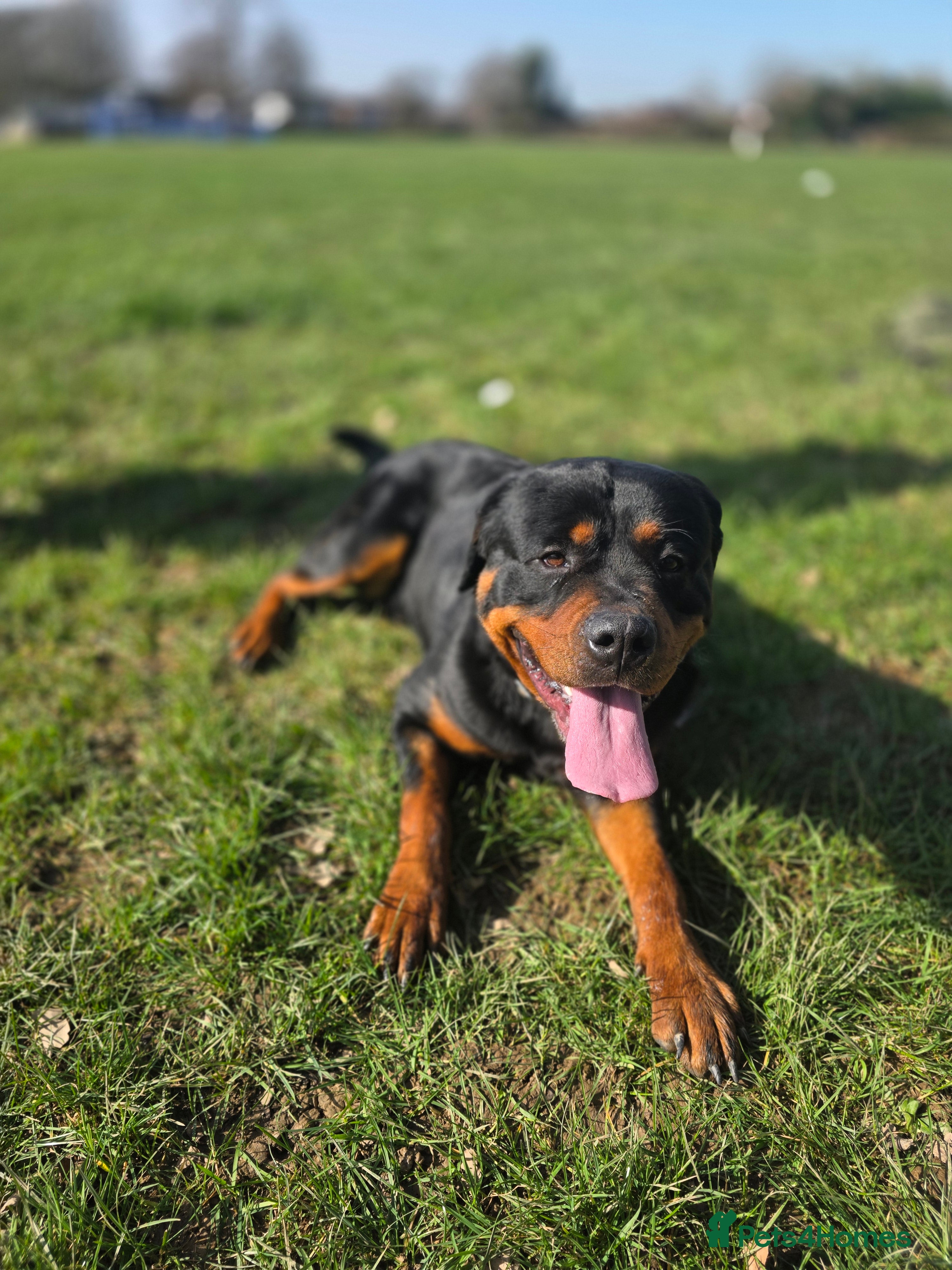 Rottweiler dogs 2½ Year Old Pure American Rottweiler in Horley - Advert 3