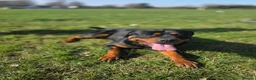 Rottweiler dogs for sale: 2½ Year Old Pure American Rottweiler in Horley - Advert 1