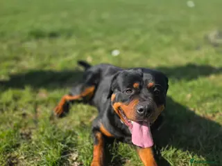 Rottweiler dogs 2½ Year Old Pure American Rottweiler in Horley - Advert 2