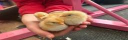 Chickens poultry for sale: 5 day old hybrid chicks - Advert 1