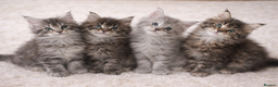 Maine Coon cats for sale: Registered Maine coon kittens  - Advert 4
