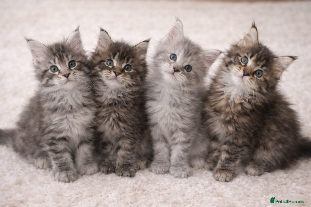 Maine Coon cats for sale: Registered Maine coon kittens  - Advert 4