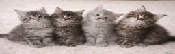 Maine Coon cats for sale: READY TO LEAVE Registered Maine coon kittens  - Advert 17