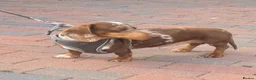 Miniature Dachshund dogs for stud: Slinky for stud.. Isabella & tan dapple - Advert 1