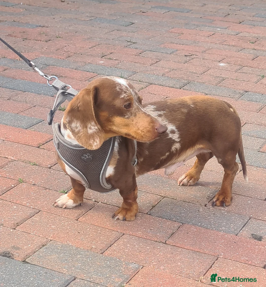 Miniature Dachshund dogs for stud: Slinky for stud.. Isabella & tan dapple - Advert 1