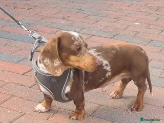 Miniature Dachshund dogs Slinky for stud.. Isabella & tan dapple - Advert 7