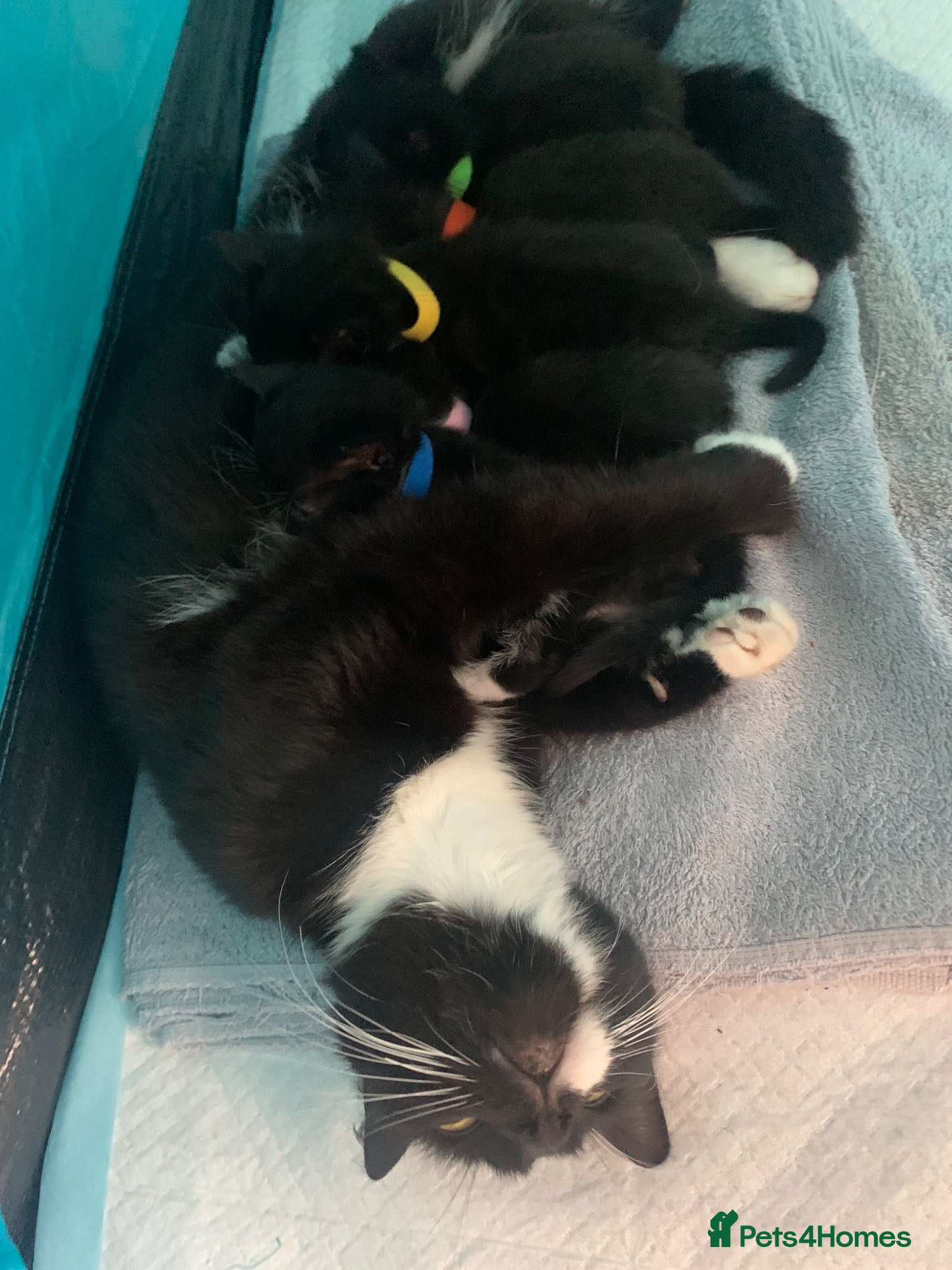 Mixed Breed cats Gorgeous little tuxedo kittens - Advert 8