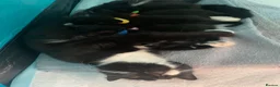 Mixed Breed cats for sale: Gorgeous little tuxedo kittens - Advert 1