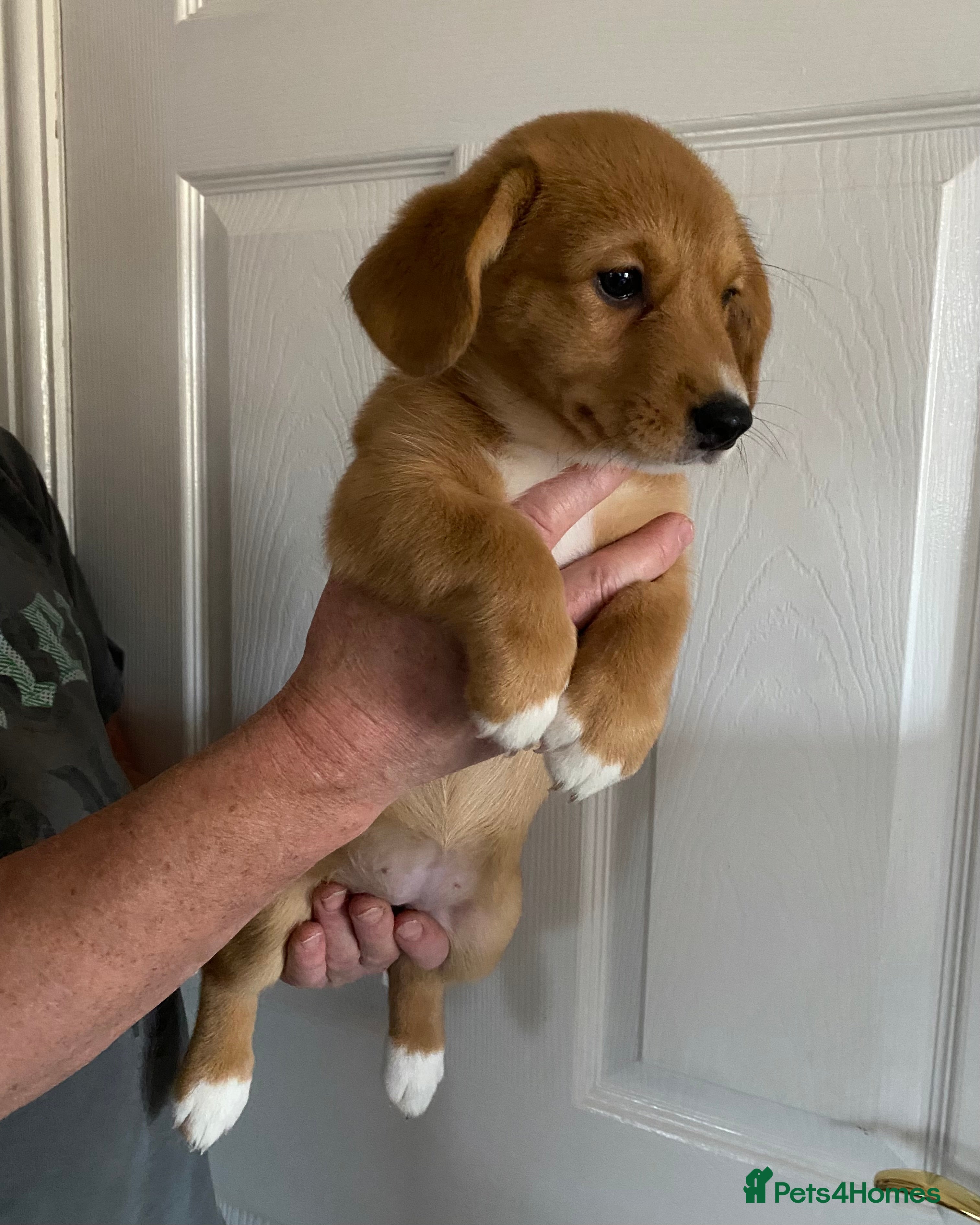 Welsh Corgi Cardigan dogs Welsh Cardigan Corgis by 5 ⭐️ Licensed Breeder - Advert 4