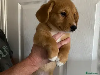 Welsh Corgi Cardigan dogs Welsh Cardigan Corgis by 5 ⭐️ Licensed Breeder - Advert 4